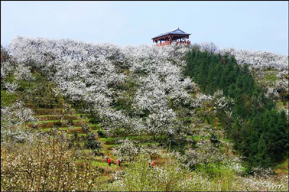 【春天，广西桂林灌阳县向您发出邀请！】我们在灌阳看梨花 - 游山玩水 - 南昌生活社区 - 南昌28生活网 nc.28life.com