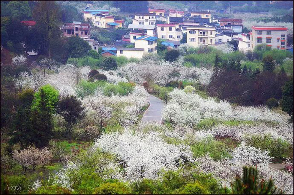 【春天,广西桂林灌阳县向您发出邀请!】我们在灌阳看梨花 - 游山玩水 - 南昌生活社区 - 南昌28生活网 nc.28life.com