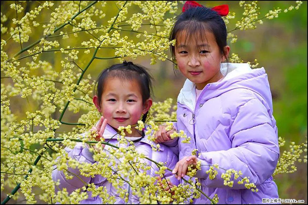 【春天，广西桂林灌阳县向您发出邀请！】米珠山前有片山苍子花在飘香 - 游山玩水 - 南昌生活社区 - 南昌28生活网 nc.28life.com