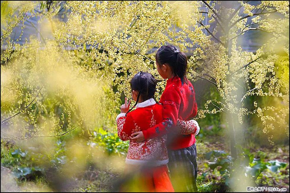 【春天,广西桂林灌阳县向您发出邀请!】米珠山前有片山苍子花在飘香 - 游山玩水 - 南昌生活社区 - 南昌28生活网 nc.28life.com