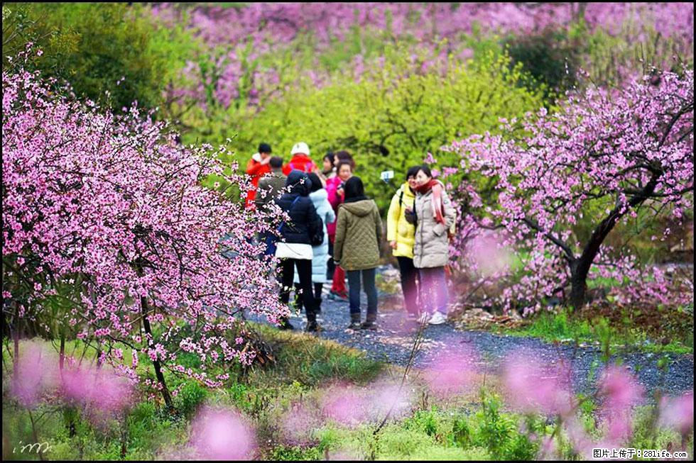 【春天,广西桂林灌阳县向您发出邀请!】官庄村有个醉美的桃花园 - 游山玩水 - 南昌生活社区 - 南昌28生活网 nc.28life.com