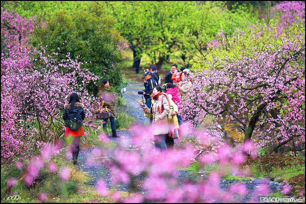 【春天,广西桂林灌阳县向您发出邀请!】官庄村有个醉美的桃花园 - 游山玩水 - 南昌生活社区 - 南昌28生活网 nc.28life.com