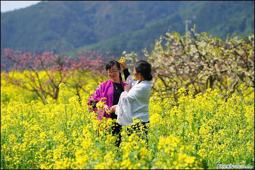 【春天,广西桂林灌阳县向您发出邀请!】长坪村油菜盛情花开 - 游山玩水 - 南昌生活社区 - 南昌28生活网 nc.28life.com