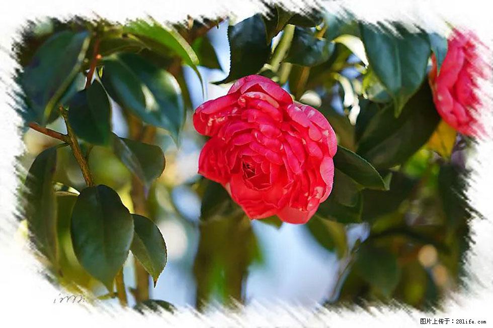 【春天,广西桂林灌阳县向您发出邀请!】杨柳井茶花惹人爱 - 游山玩水 - 南昌生活社区 - 南昌28生活网 nc.28life.com