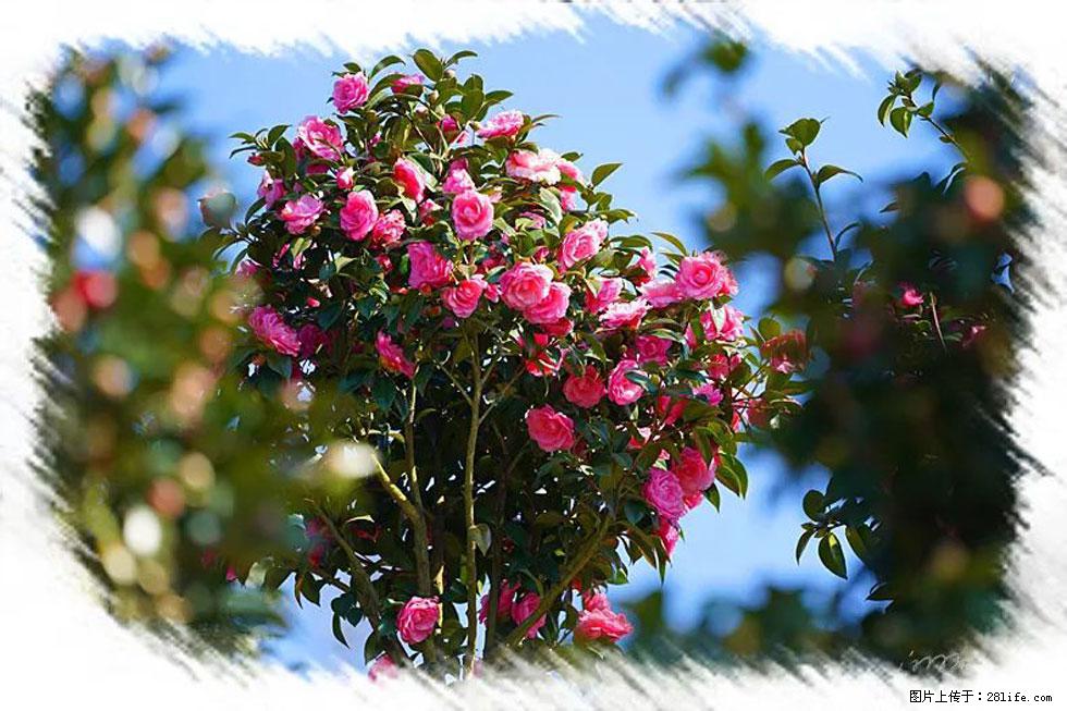 【春天,广西桂林灌阳县向您发出邀请!】杨柳井茶花惹人爱 - 游山玩水 - 南昌生活社区 - 南昌28生活网 nc.28life.com