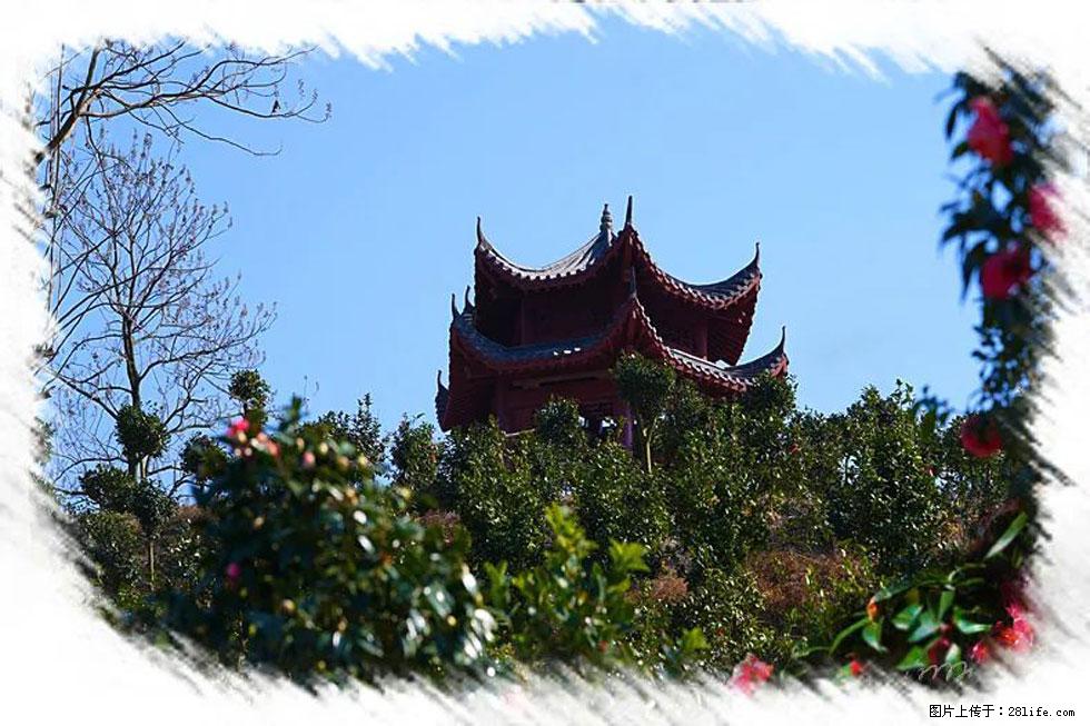 【春天,广西桂林灌阳县向您发出邀请!】杨柳井茶花惹人爱 - 游山玩水 - 南昌生活社区 - 南昌28生活网 nc.28life.com