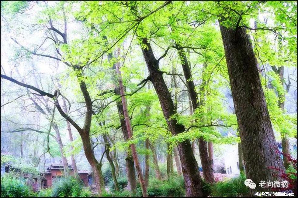【春天,广西桂林灌阳县向您发出邀请!】在小龙村与春天约会 - 游山玩水 - 南昌生活社区 - 南昌28生活网 nc.28life.com