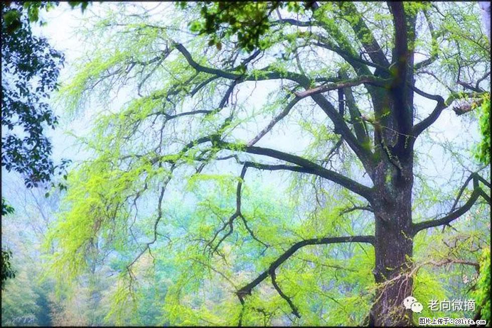 【春天,广西桂林灌阳县向您发出邀请!】在小龙村与春天约会 - 游山玩水 - 南昌生活社区 - 南昌28生活网 nc.28life.com