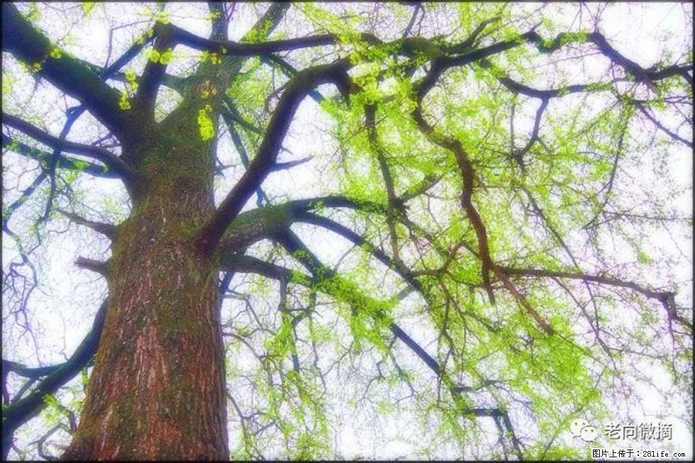 【春天,广西桂林灌阳县向您发出邀请!】在小龙村与春天约会 - 游山玩水 - 南昌生活社区 - 南昌28生活网 nc.28life.com