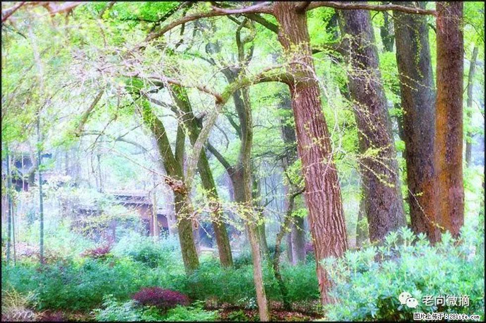 【春天,广西桂林灌阳县向您发出邀请!】在小龙村与春天约会 - 游山玩水 - 南昌生活社区 - 南昌28生活网 nc.28life.com