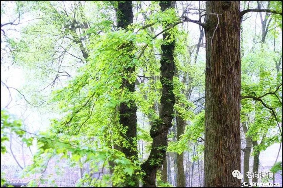 【春天,广西桂林灌阳县向您发出邀请!】在小龙村与春天约会 - 游山玩水 - 南昌生活社区 - 南昌28生活网 nc.28life.com