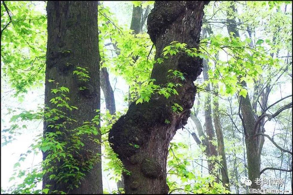 【春天,广西桂林灌阳县向您发出邀请!】在小龙村与春天约会 - 游山玩水 - 南昌生活社区 - 南昌28生活网 nc.28life.com