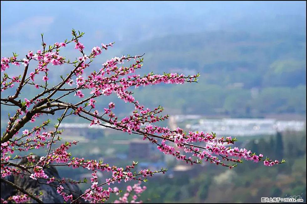 【春天,广西桂林灌阳县向您发出邀请!】望月岭上桃花开 - 游山玩水 - 南昌生活社区 - 南昌28生活网 nc.28life.com