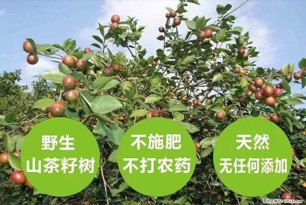 【灌阳县油茶产业示范区】一个有着充实的精神生活的人,对待身外之物自会有一种淡泊的态度 - 美食天地 - 南昌生活社区 - 南昌28生活网 nc.28life.com
