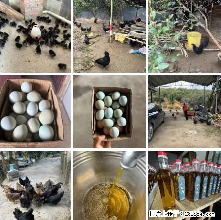 油茶园从小鸡仔开始养起的纯土鸡、土鸡蛋可以预定啦!还有前几天刚榨的纯山茶油哦 - 美食天地 - 南昌生活社区 - 南昌28生活网 nc.28life.com