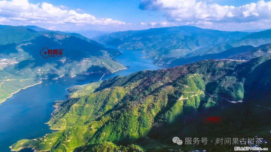 时间果百年古树龙珠普洱生茶 - 购物交流 - 南昌生活社区 - 南昌28生活网 nc.28life.com