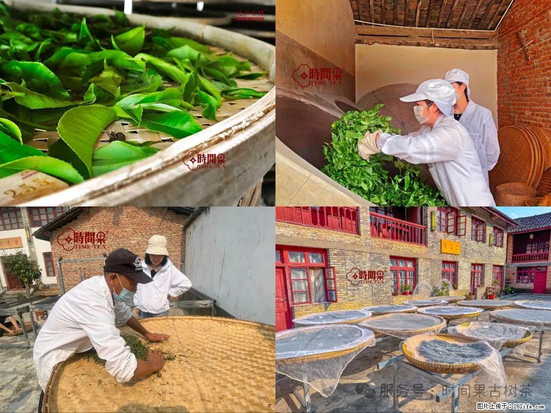时间果百年古树龙珠普洱生茶 - 购物交流 - 南昌生活社区 - 南昌28生活网 nc.28life.com