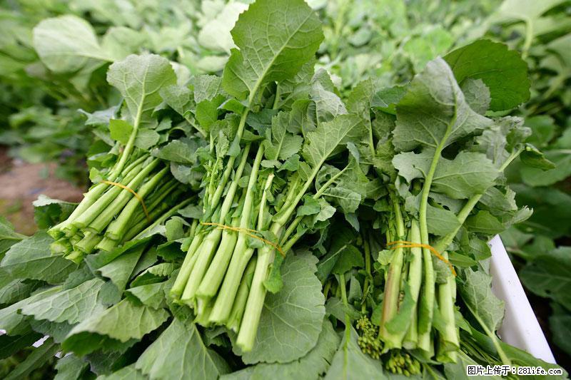 这些蔬菜是“天然钙片”，这6种被医生重点推荐 - 南昌生活资讯 - 南昌28生活网 nc.28life.com